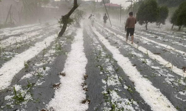 Mưa đá xối xả, phủ trắng mặt đất và nương rẫy tại Sơn La