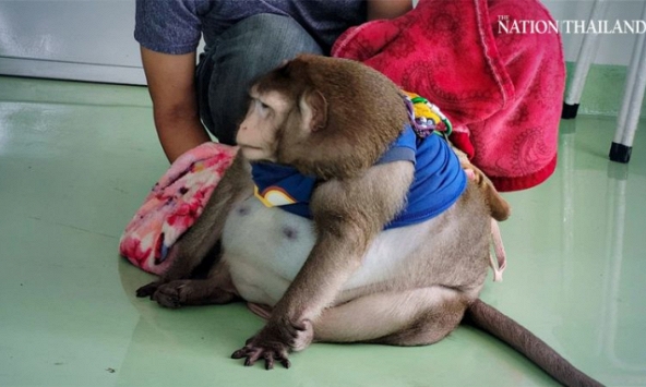 'Chú khỉ béo nhất thế giới' qua đời thương tâm khi mới 6 tuổi vì được khách du lịch yêu thương quá mức