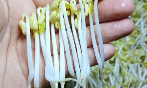 4 loại rau củ nằm trong “danh sách đen” gây ung thư gan, mê mấy cũng nên ăn ít lại