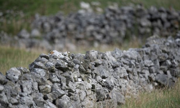 Trong 7 giây, chỉ những người có thị lực 10/10 cùng khả năng tập trung tuyệt vời mới có thể nhìn thấy con cú đang ẩn trong ảnh