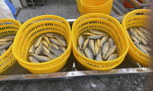 Loại cá là “thần dược” bồi bổ sức khỏe, nâng cấp nhan sắc cho nữ giới nhưng không phải ai cũng biết mà ăn