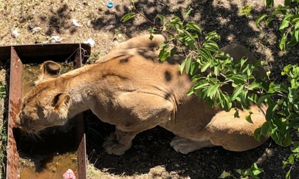 3 con sư tử trong sở thú tấn công khiến nhân viên tử vong, hiện trường lúc tìm thấy vô cùng thương tâm