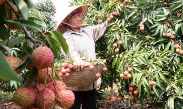 Về quê vải tổ