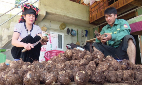 Khoai sọ Cụ Cang