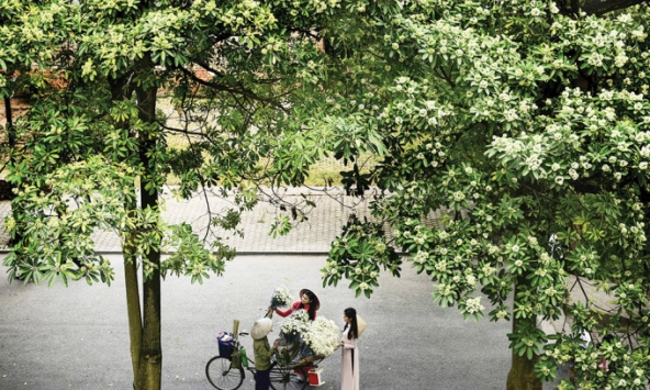 Tháng Mười hoa sữa...