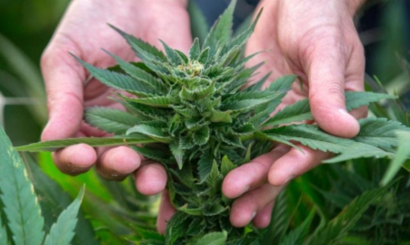 Thuốc chiết xuất từ cần sa: bước tiến lớn của việc sử dụng cần sa y tế hay sự lạm dụng?
