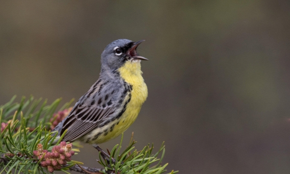Những tín hiệu đáng mừng trong việc bảo tồn hệ sinh thái tự nhiên trên trái đất năm 2019