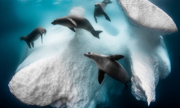 Vài bức ảnh đoạt giải tuyệt đẹp trong cuộc thi Nhiếp ảnh gia dưới nước năm 2020.