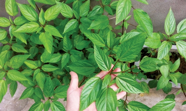 Rau đay, món quê dân dã