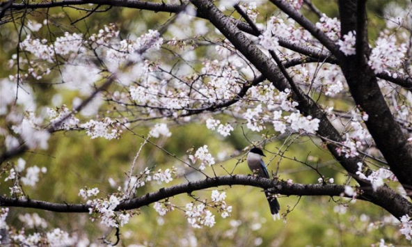 Vũ Hán live stream trực tiếp hoa anh đào nở giữa đại dịch Covid-19