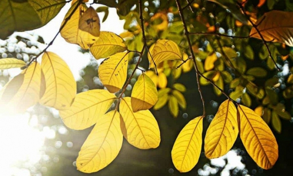 Em đến bên đời hoa vàng rực rỡ...