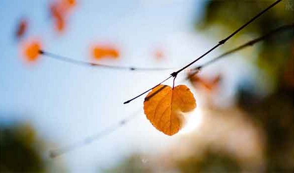 Một mai qua cơn mê…