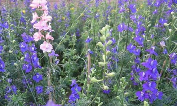 Bỗng thèm cái “mùa xuân đi ngược lại” năm xưa...