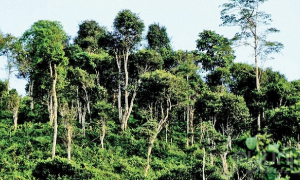 Rẽ mây thưởng trà miền biên ải…