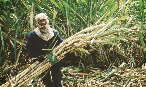 Câu chửi thương và tộ đường dẻo