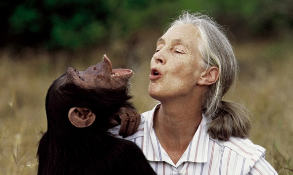 Huyền thoại Jane Goodall và di sản bất tử của người phụ nữ thay đổi cách ta nhìn về động vật