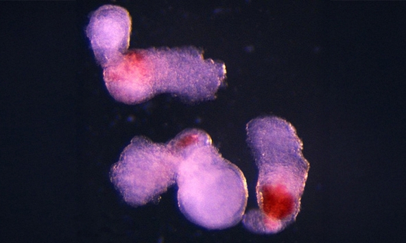 Các nhà khoa học lần đầu tiên nuôi cấy thành công máu người từ tế bào gốc