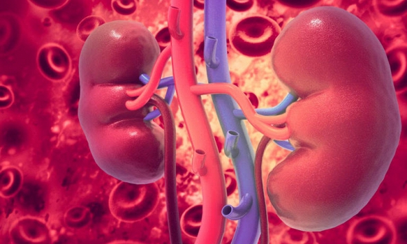 Các nhà khoa học lần đầu tiên tạo ra thận có thể ghép cho mọi nhóm máu