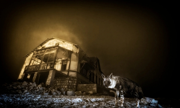 Bức ảnh “ma mị” về linh cẩu trong thị trấn ma giành giải Nhiếp ảnh gia động vật hoang dã 2025