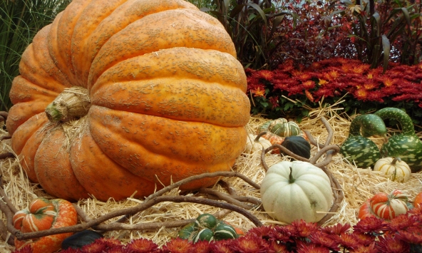 Giải mã bí ẩn tăng trưởng giúp bí ngô có thể phình to khổng lồ