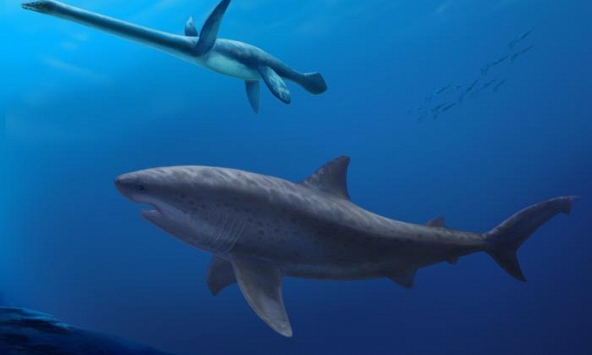 Lộ diện dấu vết loài cá mập khổng lồ cổ đại từng thống trị đại dương từ thời khủng long