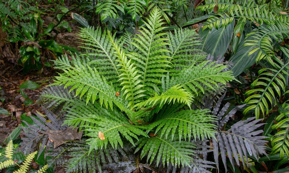 Lần đầu phát hiện dương xỉ có khả năng “tinh luyện” đất hiếm