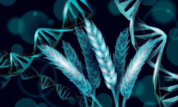 Mỹ tạo ra giống lúa mì mới có khả năng “tự tạo” phân bón