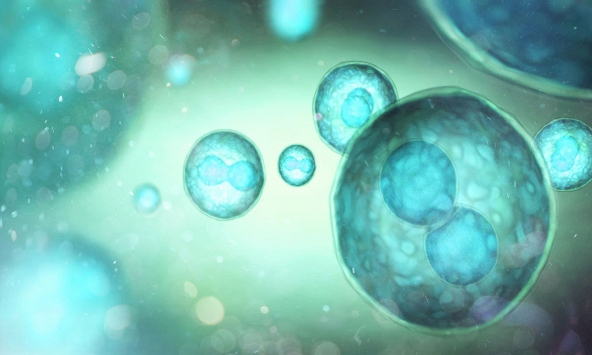 Phát hiện protein có khả năng “trẻ hóa” hệ miễn dịch đang lão hóa