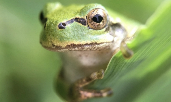 Phát hiện vi khuẩn từ ruột ếch có thể loại bỏ khối u ung thư chỉ với một liều duy nhất