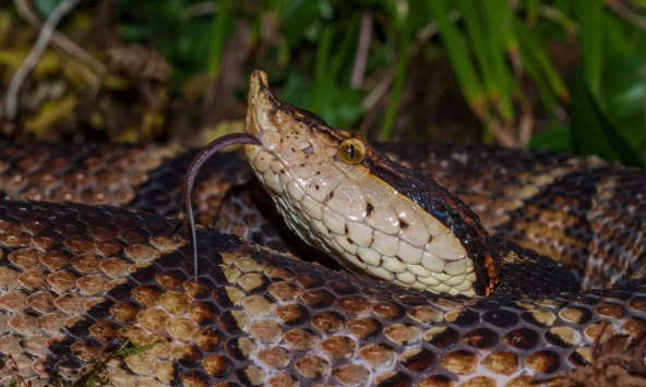 Botox có thể trở thành vũ khí mới trong điều trị rắn cắn