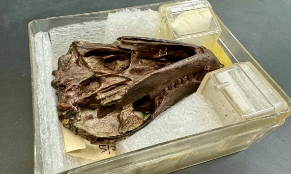 Hóa thạch 250 triệu năm tuổi hé lộ nguồn gốc thính giác của động vật có vú