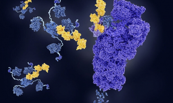Các nhà khoa học lần đầu tìm ra cách loại bỏ protein gây bệnh ngay trong cơ thể