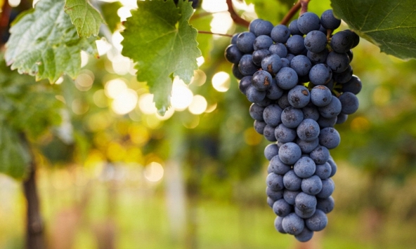 Cành nho có thể trở thành chìa khóa mới thay thế bao bì nhựa 