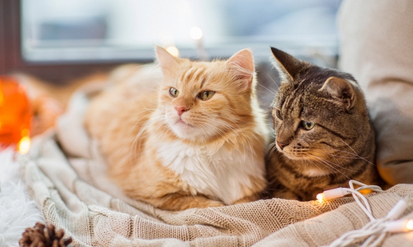 Mèo nhà có thể là “chìa khóa” giải mã ung thư vú ở người