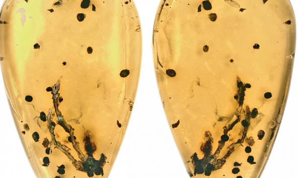 Hổ phách 99 triệu năm lần đầu hé lộ chứng u xương thời cổ đại