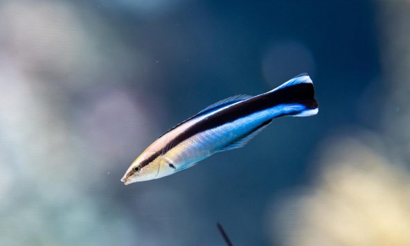 Bất ngờ loài cá sở hữu trí thông minh của động vật có vú, có khả năng tự nhận thức