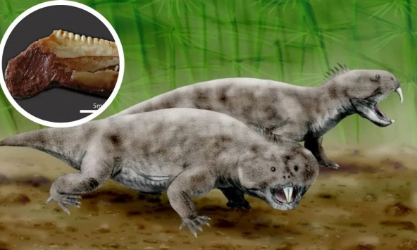 Hóa thạch siêu nhỏ ở Brazil mở ra manh mối mới về kỷ Tam Điệp