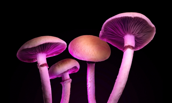 Nghiên cứu phát triển loại thuốc điều trị trầm cảm an toàn hơn từ “nấm ma thuật”