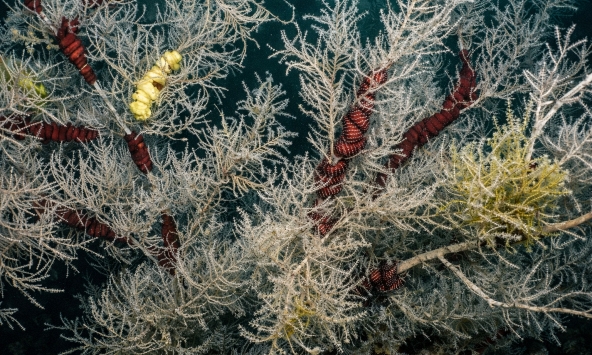 Bí ẩn rạn san hô đen khổng lồ 400 năm tuổi dưới đáy biển New Zealand 