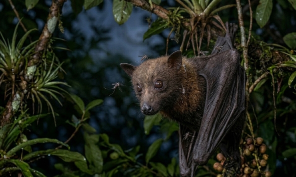 Trung Quốc nghiên cứu chiến lược tiêm phòng cho dơi bằng muỗi