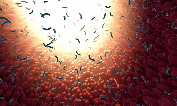 Phát hiện protein trong đường tiêu hóa có khả năng vô hiệu hóa nhiều loại vi khuẩn