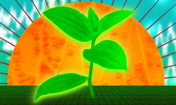 Loại cây nhỏ kỳ lạ có thể nắm giữ “chìa khóa” thúc đẩy năng suất cây trồng