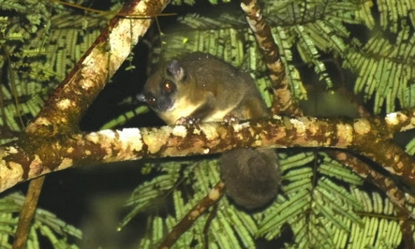 Loài thú tuyệt chủng 6.000 năm bất ngờ xuất hiện tại Indonesia