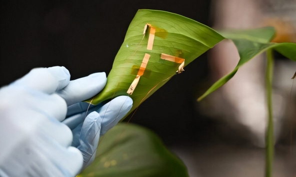 “Hình xăm lá” giúp theo dõi độ ẩm cây trồng theo thời gian thực