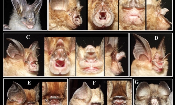 Việt Nam phát hiện hai loài dơi mới tại Đồng bằng sông Cửu Long