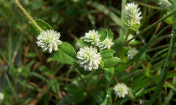“Nở ngày đất”, hướng mới trong hỗ trợ điều trị bệnh gút từ dược liệu Việt