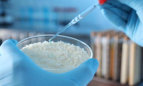 Nghiên cứu tạo “siêu vật liệu” thông minh từ hạt gạo