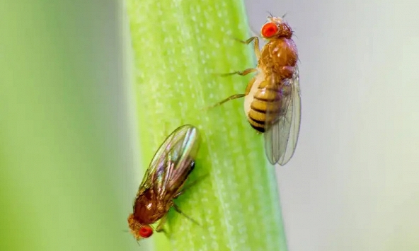 Biến đổi khí hậu có thể thúc đẩy sinh vật tiến hóa nhanh qua nhiều thế hệ