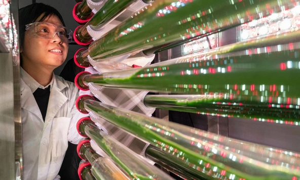 Nghiên cứu loại tảo mới có thể giúp loại bỏ vi nhựa khỏi nguồn nước