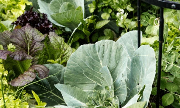 Phát hiện khả năng “chiết xuất” kim loại độc từ đất ô nhiễm của các loại rau họ cải